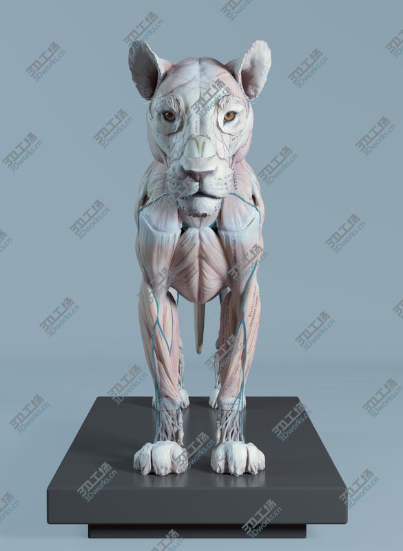 images/goods_img/2021040232/3D Lion Anatomy/3.jpg